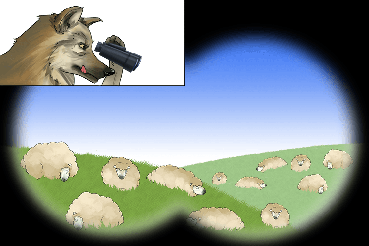 The binoculars gave the wolf a clear vision (binocular vision) of the overlapping fields of sheep